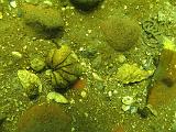 Coll NL 027
